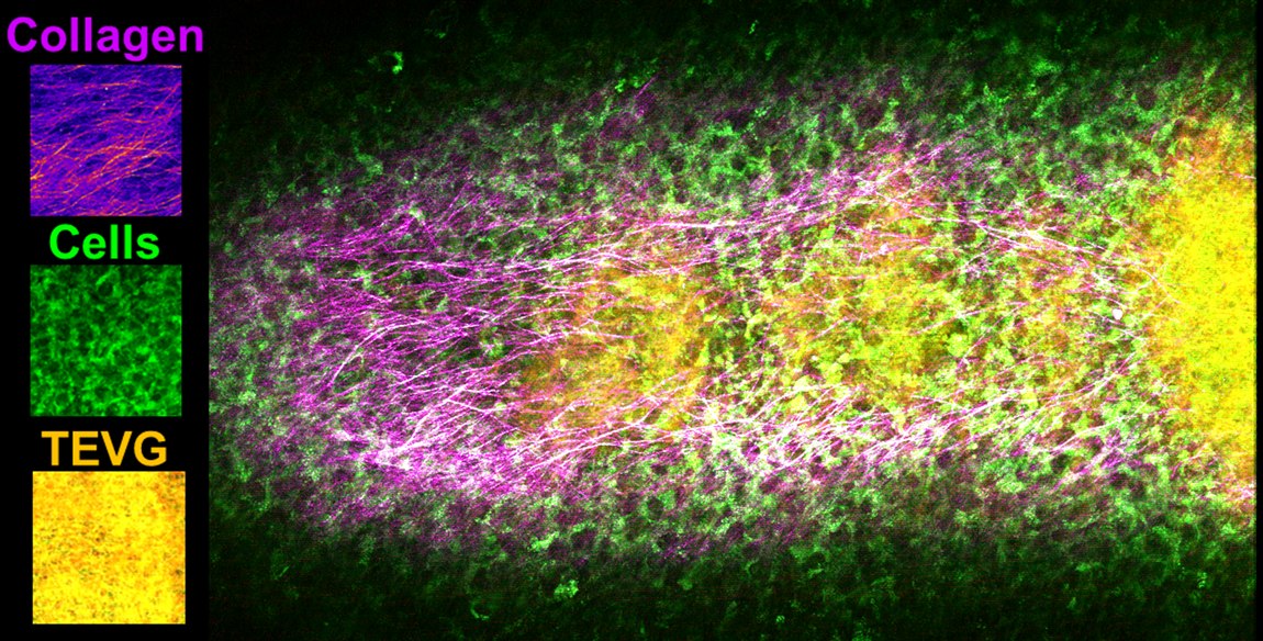 Composite research image showing collagen, cells, and a tissue engineered vascular graft in 3D culture.